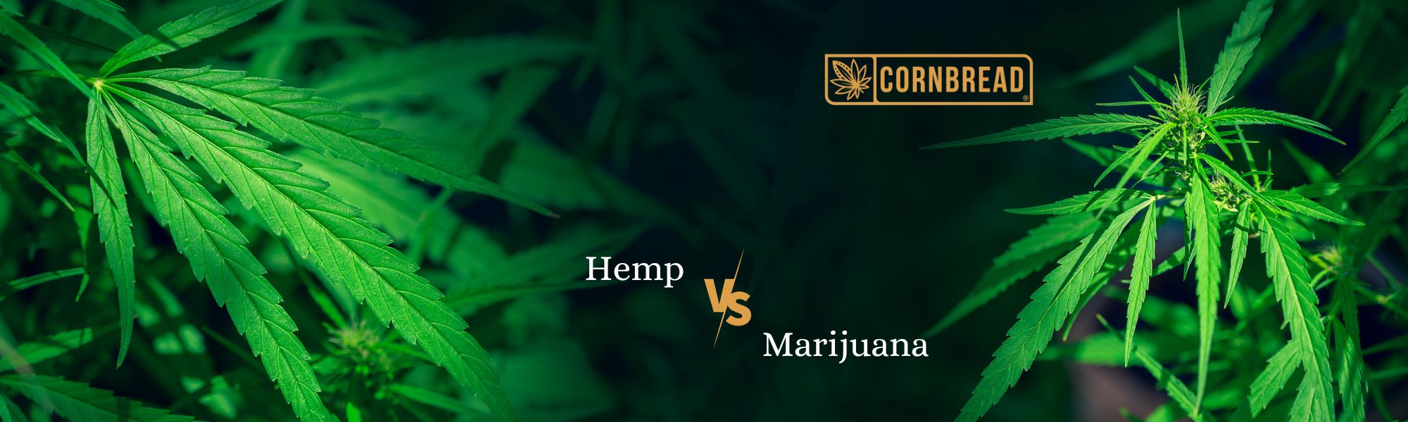 http://www.cornbreadhemp.com/cdn/shop/articles/Hemp_vs_Marijuana.jpg?v=1704294610